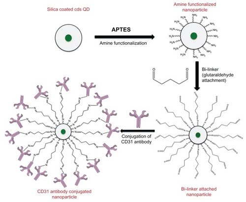 Figure 1 Schematic representation of CD31 antibody conjugation onto silica coated CdS QDs.Abbreviations: APTES, 3-Aminopropyltriethoxysilane; CdS QD, cadmium sulfide quantum dot.