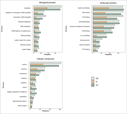 Figure 2. Distribution of the 10 most abundant GO terms in all 3 categories: biological process, molecular function and cellular component. GO terms were extracted from Uniprot annotations. The results are shown separately for each of the cell cycle phases.