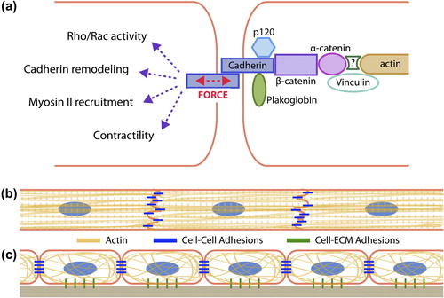 Figure 1. Classical-cadherin-mediated adhesions mechanically connect cells in tissues (a) Schematic depicting homophilic cadherin adhesion between two cells and their cytoskeleton. Cadherin-mediated mechanotransduction drives many biological-signaling events. Schematic of cytoskeletal organization and its coupling with cadherin-mediated adhesions in (b) cardiac muscle and (c) epithelial layer of the skin.