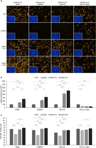 Figure 5. Impact of CD46-rescue on entry of Pestivirus H and Pestivirus G strains. (A) MDBK wild type (WT), MDBK CD46-knockout (ΔCD46) and MDBKΔCD46 cells trans-complemented with CD46bov comprising either a long (CD46-CTL) or a short cytoplasmic tail (CD46-CTS) were infected with BVDV-1 strain NADL, BVDV-2 strain CS8644, HoBi-like pestivirus strain HaVi-20 and giraffe pestivirus strain PG-2 and incubated for 16 h, respectively. Partially cell-culture-adapted strain PG-2 was pre-incubated with heparin (+ Hep) to block binding to heparan sulfate. Immunofluorescence staining of pestivirus non-structural protein NS3 was performed using mab C16 in combination with secondary mab Cy3-AffiniPure goat anti-mouse IgG (orange). Nuclei were stained with DAPI (blue) to visualize the presence of confluent cell monolayers (small pictures in lower left corners). (B) Infections were quantified by pixel counting using the ImageJ software. Bars represent mean values from five pictures per well. Standard deviations are indicated. Infections of MDBK WT cells were set as 100% and infections of the other cell lines were put in relation. (C) Infectious viral titres were determined by titration of supernatants from infection experiments. Bars represent mean 50% tissue culture infectious doses per ml (TCID50/ml) from three titrations each performed in quadruplicate. Standard deviations are indicated. (B+C) Significance was tested using one-way ANOVAs with Tukey post-hoc tests (*p < 0.05; **p < 0.01; ***p < 0.001).