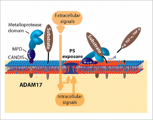 Figure 1. Role of PS-exposure for ADAM17 function. Many cellular stimuli provoke transient translocation of PS. Electrostatic interaction with the membrane proximal domain (MPD) of ADAM17 together with membrane association of the neighboring CANDIS-helix then enable substrate processing to take place.