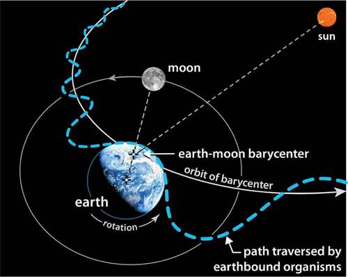 Figure 1. The dashed blue line illustrates the orbital path traversed by all earthbound organisms as they rotate with the earth, wobble around the earth-moon barycenter, and revolve around the sun