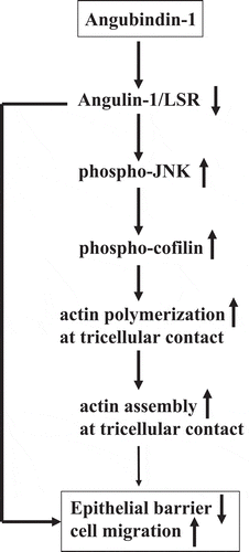 Figure 7. Overview in the regulation of epithelial barrier and cell migration via JNK/cofilin/actin by angubindin-1.(1) Angubindin-1 downregulates angulin-1/LSR. (2) Downregulation of angulin-1/LSR induces cell migration and activation of phospho-JNK and phospho-cofilin and decreases epithelial barrier. (3) Activation of phospho-cofilin induces actin polymerization at tricellular contacts. (4) Induction of actin polymerization at tricellular contacts may induce cell migration and decrease epithelial barrier.