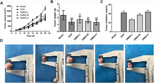 Figure 7 DMDD inhibits tumor growth in vivo.
