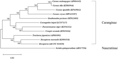 Figure 1. A maximum likelihood (ML) tree of 12 mitogenomes in the family Carangidae. In the ML tree, node confidence was estimated with 1000 bootstrap replicates. GenBank accession numbers are shown next to each species name. Seriola quinqueradiata was used as an outgroup and the present result of Caranx crysos is marked by an asterisk.