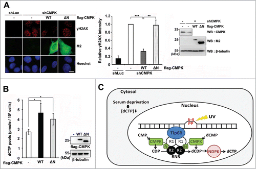 Figure 5. The N-terminal region of CMPK has a functional contribution to DNA repair in serum-deprived MCF-7 cells. (A) Control (shLuc) or CMPK knockdown (shCMPK) MCF-7 cells were transfected with empty vector (-), wild-type (WT) or mutant form (ΔN) of shRNA-resistant flag-CMPK followed by serum deprivation and whole-cell UV irradiation (15 J/M2). After recovery for 8 h, cells were fixed for γH2AX immunofluorescence staining. Fluorescence intensity was expressed relative to that in shCMPK cells. Scale bar, 10 μm. 50 cells were analyzed for each experiment (n = 3). The expression of endogenous CMPK and flag-CMPK constructs were detected by protein gel blot. (B) HEK 293T cells were transfected with wild-type (WT) or mutant form (ΔN) of flag-CMPK. Then cells were harvested to determine cellular dCTP pools (n = 3). Error bars represent s.d., * P < 0.05, ** P < 0.01, *** P < 0.001 based on Student's t-test. (C) A proposed model of the cooperation of CMPK with Tip60/RNR at DNA damage sites for supply of dCTP, acting as a rate-limiting event for DNA repair in serum-deprived condition, which contains low cellular dCTP supply from cytosol. NDPK: nucleoside diphosphate kinase.