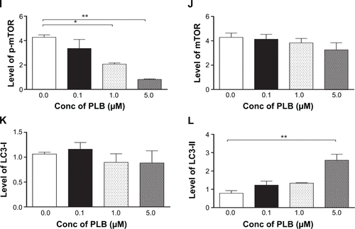 Figure S1 Effect of PLB treatment on phosphorylation levels of PI3K (A), AMPK (C), p38 MAPK (E), Akt (G), and mTOR (I) and the total levels of PI3K (B), AMPK (D), p38 MAPK (F), Akt (H), mTOR (J), LC3-I (K), and LC3-II (L) in PANC-1 cells determined by Western blotting assay. β-actin was used as the internal control. Data are the mean ± SD. *P<0.05, **P<0.01, and ***P<0.001 by one-way ANOVA.
