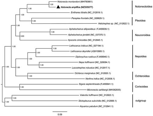 Figure 1. Phylogeny estimation based on 13 PCGs. The species name is followed by GenBank accession numbers. Bootstrap support values (50%) are indicated at each node.