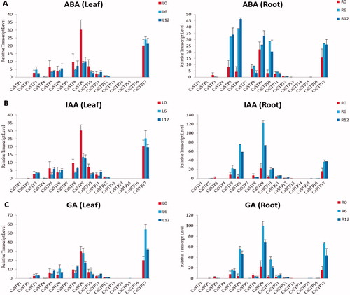 Figure 8. Expression profiles of CaSTP genes under exogenous phytohormone treatment. (A, B and C) Expression of CaSTP genes in leaves and roots after treatment by ABA (A), IAA (B) and GA (C) at 0 h, 6 h and 12 h, respectively.