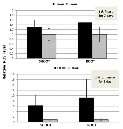 Figure 4. Relative ROS levels in the shoots and roots of Arabidopsis seedlings that were kept on KM medium with P. indica (+ lawn) or without P. indica (− lawn) for 7 d (top) or with A. brassicae (+ lawn) or without A. brassicae (− lawn) for 24 h (bottom). The ROS levels of the “– lawn” controls were set as 1.0 and the other values expressed relative to them. Based on 6 independent experiments with 20 seedlings each, bars represent SEs.