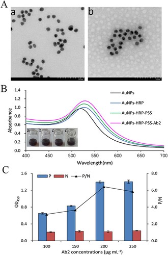 Figure 2. Synthesis confirmation of nanocapsule probe. (A) TEM images of the AuNPs (a) and the synthesized nanocapsule probe (b). (B) UV-spectra analysis of synthesis process of nanocapsule: AuNPs (a); AuNPs-HRP (b); AuNPs-HRP-PSS (c); AuNPs-HRP-PSS-Ab2 (d). (C) The relationship between the amount of Ab2 and the absorbance value. P/N value is the positive OD value/blank OD value.