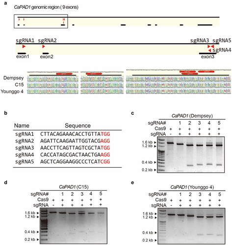 Figure 1. In vitro cleavage assay for CRISPR/Cas9 RNP-mediated CaPAD1 editing in three pepper cultivars.