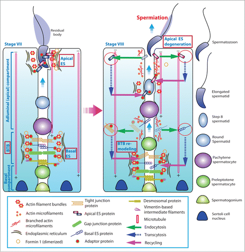 Figure 1. A schematic drawing that illustrates the morphological features of the ectoplasmic specialization (ES) and its relative location in the seminiferous epithelium of adult rat testes. The left panel depicts a stage VII tubule in which the BTB physically divides the seminiferous epithelium into the basal and the adluminal (apical) compartment. In the adluminal compartment, formin 1 is predominantly expressed at the concave (ventral) side of spermatid head but only at stage VII to be used for actin nucleation at the barbed end of an existing microfilament. This is likely being used to facilitate remodeling of the site to allow endocytic vescile-mediated protein trafficking events (see right panel) that begins at late stage VII through VIII of the epithelial cycle, involving protein endocytosis, transcytosis and recycling. At the basal compartment, preleptotene spermatocytes transformed from type B spermatogonia are being transported across the BTB that begin at late stage VII so that formin 1 is also involved in remodeling of the BTB since formin 1 remains considerably expressed at the BTB until late stage VII. Formin 1 is likely working in concert with branched actin polymerization proteins, such as the Arp2/3 complex, to facilitate BTB remodeling.
