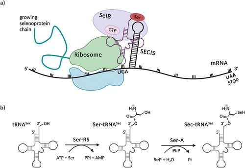 Figure 2. Mechanism of biosynthesis of selenoproteins by bacteria by Metanis & Hilvert[Citation27].