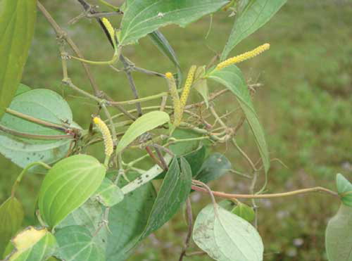 Figure 1 Piper wallichii (Miq.) Hand.-Mazz. plant with female spikes. (Color figure available online.)