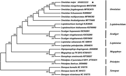 Figure 1. Neighbour-joining phylogenetic tree of family Megophryidae was built on mitogenomic sequences of all 13 combined protein-coding genes from 21 species. Bootstrap values are shown in the middle of the branches connected to the nodes.