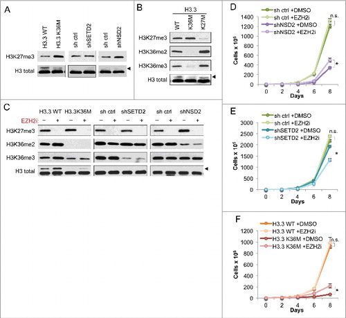 Figure 2. Growth impairment of H3K36me2-depleted cells is independent of antagonistic crosstalk between H3K36 and H3K27 methylation (A) Western blot analysis of H3K27me3 levels in lysates from the HT1080 cells from Figure 1B. Arrowhead, FLAG-H3.3 fusion construct appears as a higher molecular weight band than endogenous H3. (B) Western blot analysis of lysates from HT1080 cells stably expressing FLAG-H3.3 wild-type or mutant constructs, using the indicated antibodies. Arrowhead, as in (A). (C) Western blot analysis of lysates from HT1080 cells from Figure 1B under EZH2i or DMSO vehicle treatment, using the indicated antibodies. EZH2i, GSK126 small molecule inhibitor against EZH2. Arrowhead, as in (A). (D-F) Proliferation assays of the indicated cell lines treated with EZH2i or DMSO vehicle, showing growth of cells expressing shNSD2 with control shRNA in (D), shSETD2 and control shRNA in (E), and H3.3 K36M and H3.3 WT control in (F). Cells were maintained in selection media with drug or vehicle as indicated and counted every two days for the duration of the assay. Error bars indicate s.e.m. from three experiments. p-values were calculated using a two-tailed Student's t test. *, p < 0.05. n.s., not significant.