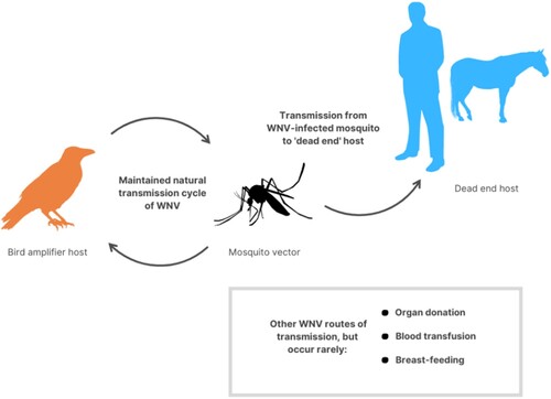 Figure 3. Transmission of WNV. WNV is naturally maintained between birds and mosquitos (especially Culex spp.), before being transmitted by infected mosquitoes to dead-end hosts such as humans, horses and other mammals. Rarely, WNV also can be transmitted via organ donation, blood transfusion and breast-feeding.