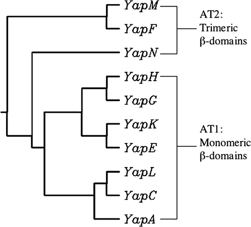 Figure 1.  Phylogenetic tree constructed with the predicted β-domains of identified Y. pestis KIM ATs. The sequences of Yaps were aligned, and the tree was drawn using the neighbor-joining method. The predicted oligomeric states of the β-domains are also indicated.