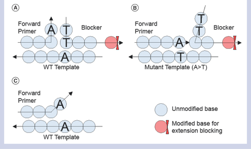 Figure 1.  Illustration of the T-blocker assay concept with an example of A to T mutation. (A) Triplex of forward primer, blocker and WT template with 3′ end base ‘A’ on forward primer forms a base-pairing with 5′ end base ‘T’ on blocker resulting in a tight three-way binding triplex (inverse T shape) and preventing base extension due to 3′ end base modification on the blocker. (B) With a mutant template participating in the complex, 3′ end blocker opens up due to noncomplementary base pairing between T–T. Instead, 3′ end of primer forms an A–T base pairing with the mutant template, allowing the forward primer to be base-extended and displacing the blocker. (C) An alternative configuration to the triplex with the WT template in duplex only with a primer, but this configuration is suppressed significantly compared with the triplex due to a base mismatch at the 3′ end of the primer.WT: Wild-type.