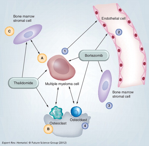 Figure 4. A simplified diagram illustrating the multiple myeloma cell interactions and the various mechanisms of action of thalidomide and bortezomib.Multiple myeloma (MM) cells interact with surrounding osteoclasts, osteoblasts, endothelial cells and bone marrow (BM) stromal cells, which is crucial for their survival and growth. Immunomodulators and proteosome inhibitors used in current anti-MM regimens, including bortezomib and thalidomide, function by targeting those interactions and signaling pathways Citation[51–54,126–129]. Bortezomib’s mechanism of action on: (1) MM cell: bortezomib disrupts IL-6 and NF-κB; (2) Endothelial cell: bortezomib inhibits VEGF, angiogenesis and cell migration; (3) BM stromal cell: bortezomib reduces NF-κB-dependent secretion of cytokines; (4) Osteoblast: bortezomib-dependent elevation of Runx2 activity mediates osteoblast differentiation and so induces osteoblast activation Citation[55]. Thalidomide’s mechanism of action on: (A) MM cell: thalidomide causes MM cell growth arrest and apoptosis, as well as natural killer cell-mediated MM cell death via IL-2 and IFN-γ; (B) Osteoclast: thalidomide inhibits osteoclast-activating factors; (C) BM stromal cell: thalidomide inhibits adhesion of MM cells to BM stromal cells, inhibits IL-6 and TNF-α, and decreases VEGF and FGF, decreasing angiogenesis Citation[51–54,127–130].