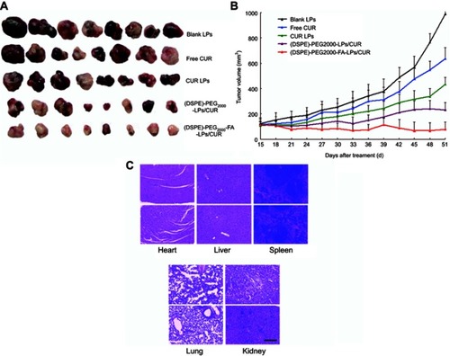 Figure 6 The antitumor activity of blank LPs, free CUR, CUR LPs, (DSPE)-PEG2000-LPs/CUR, and (DSPE)-PEG2000-FA-LPs/CUR on HeLa tumor-bearing mice. (A) Representative images of mice bearing HeLa xenograft tumors, after 51 days of treatment. (B) Tumor volume growth curves. (C) Histopathological studies of heart, liver, spleen, lung, and kidney.