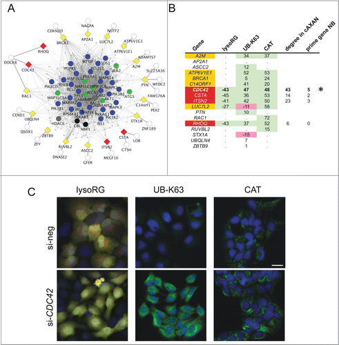 Figure 4. Functional assessment of network predictions. (A) External linker nodes (diamonds) were introduced to connect hitherto solitary nodes (white circles) to AXAN main network (color coding of prime genes as described above). Only those linker nodes chosen for functional siRNA-screening and their first-degree neighbors are shown. Yellow, candidate linker genes that did not pass all test criteria; red, hit genes from functional screen. (B) Summary of the results from a tripartite image-based siRNA screen aimed to assess the role of linker nodes for autophagy pathways. Three independent assays were used: delivery of the cytosolic RFP-EGFP fusion protein to the lysosome (lysoRG) as a measure of autophagy, quantification of endogenous Lys63/K63-linked ubiquitin (UB-K63) levels and quantification of peroxisomal mass (using CAT/catalase as an endogenous marker) under pexophagy conditions (CT, as a measure of pexophagy). Effect strength is displayed using si-negCTRL normalized values. Purple, gene knockdown decreases autophagy effect; green, knockdown increases effect. Of 17 candidate genes tested, 5 passed 2 of the 3 tests with effects in the same direction (orange), and 4 passed all 3 tests in the same direction (red). CDC42 (marked by asterisk) was chosen for further analyses, based on effect strength, its degree in cAXAN and the number of prime genes among its direct neighbors (NB). (C) Examples of how knockdown of Rho GTPase, CDC42, affects the 3 image-based readouts (Scale bar: 10 μm).