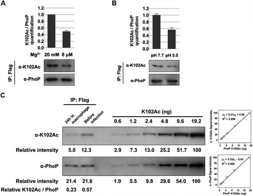 Figure 4. The K102 acetylation levels under different conditions. A, The acetylation levels of K102 with different concentrations of magnesium. Bacteria were cultured to exponential phase in LB supplemented with different amounts of magnesium. B, The K102 acetylation levels under acid stress. After transferred to EG medium at pH 5.0 or pH 7.7 for 1 h, cells were harvested for the immunoprecipitation. C, The acetylation proportion of K102 in RAW 264.7 cells. Bacteria grown overnight in LB were used to infect macrophage or harvested for immunoprecipitation as the “before infection” sample (24 h incubation). PhoP was immunoprecipitated using the anti-Flag antibody, and the acetylation proportion of K102 was determined using the anti-K102Ac antibody and the anti-PhoP in a two-fold serial dilution of K102Ac. The anti-PhoP gray value was set to “y1,” the anti-K102Ac gray value was set to “y2” and the protein content was set to “x” to build the two scatter charts. The gray values of the two samples were plotted to the standard curves, to calculate the content of total PhoP (4.11 and 4.15 ng, respectively) and K102Ac (0.96 and 2.36 ng, respectively). Lastly, the acetylation proportions of the samples were determined using K102Ac/total PhoP (23% and 57%, respectively). Western blot experiments were independently repeated three times.