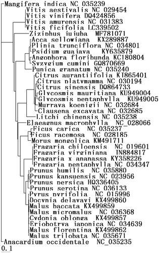 Figure 1. Phylogenetic tree based on 41 complete chloroplast genome sequences from fruit tree plants.