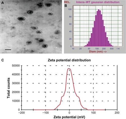 Figure 1 TEM (A), size distribution (B), and zeta potential (C) images of bufalin-mPEG-PLGA-PLL-cRGD NPs.Abbreviations: NPs, nanoparticle drug delivery systems; TEM, transmission electron microscopy.