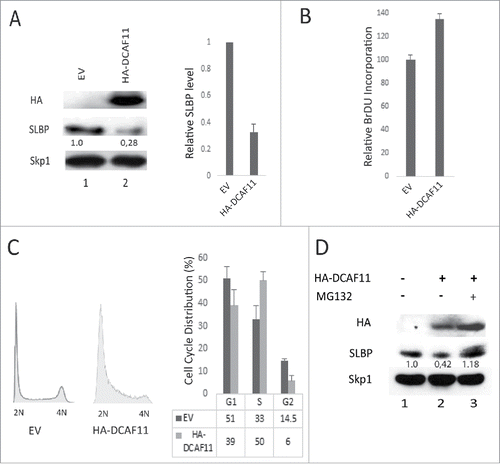 Figure 3. Ectopic expression of DCAF11 induces proteasome mediated degradation of SLBP. (A) HeLa cells were transfected with the empty vector (EV) or HA-DCAF11 construct and collected 48 hrs after transfection. Cells were lysed and whole cell extracts were immunblotted for HA-DCAF11, SLBP and Skp1 (as a loading control). SLBP levels were quantified and the level in the EV cells was set to 1. In the right panel, results from 3 independent experiments were graphed as Mean ± SD. (B) HeLa cells were transfected with EV or HA-DCAF11 construct. 48 hours after transfection, BrdU was introduced into the cultures for 2 hours and BrdU incorporation levels were quantified using colorimetric detection kit as explained in materials and methods. Mean BrdU incorporation values (n = 3) ± SD were graphed as a percentage of the levels detected in the EV transfected cells. (C) Cell cycle profiles of the cells were determined by PI (Propidium Iodide) staining followed by Flow Cytometry analysis. Right pannel shows the mean ± SD of 3 independent experiments. (D) Cells were transfected with EV or HA-DCAF11 and collected 48 after the transfection. In the lane 3, protesome inhibitor (MG132) was added for the last 2 hrs before collection. Cells were lysed and immunblotted for HA-DCAF11, SLBP and Skp1.