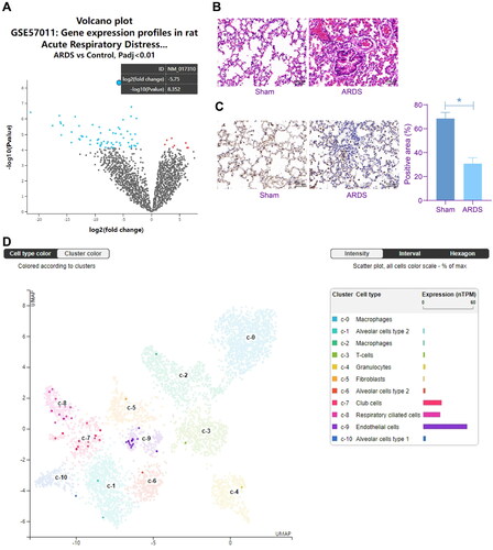 Figure 1. Sema3A is downregulated in the lungs of rats with ARDS. A, Sema3A (NM_017310) as the most significantly differentially expressed gene between ARDS and control lungs in the GSE57011 dataset; B, morphological changes in rat lung tissues observed by HE staining; C, Sema3A expression in rat lung tissues examined by IHC; D, single cell sequencing analysis of Sema3A localisation in the lung predicted in The Human Protein Atlas. In each group, n = 6. Differences were analysed by the unpaired t test (C). * p < 0.05.