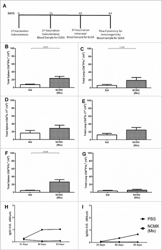 Figure 4. Mixed vaccination induces weak lung Th1 and splenic Th1 and Tc1 responses. Mice were immunized SC two times with 100 µL of NCMX, and the third booster was administered via intranasal instillation. Twenty-one days after the last immunization, the spleen and lungs were collected and analyzed by flow cytometry for Th1, Th17, and Tc1 lymphocytes (A). The number of Th1 (CD4+IFN-γ+), Th17 (CD4+IL-17+), and Tc1 (CD8+IFN-γ+) cells in the spleen (B, D and F, respectively) and lungs (C, E and G, respectively) are shown. Serum samples were collected, and the humoral immune response was evaluated by measuring the levels of IgG1 (H) and IgG2a (I). Differences between the means of the groups were determined by Student's t-test, and p values are shown. Significant differences were found between the groups, n = 4.