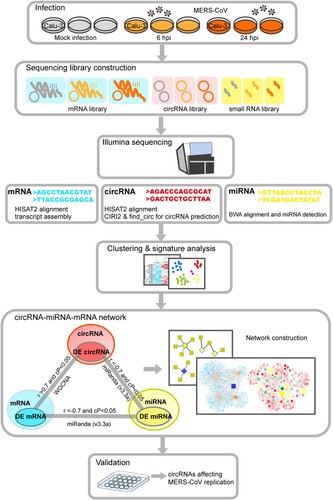 Figure 1. Schematic overview of RNA sequencing, data analysis, and critical pathogenic circRNAs identification. Mock-infected and MERS-CoV-infected Calu-3 cells were harvested for RNA sequencing. CIRI2 and find_circ were used for circRNA prediction. Differential expression analysis and co-expression analysis were implemented to profile the impact of MERS-CoV infection on host cells and construct the circRNA-miRNA-mRNA co-regulatory network. The effects of selected circRNAs identified in the circRNA-miRNA-mRNA network on MERS-CoV replication were validated in vitro.