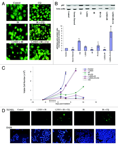 Figure 3. Effect of autophagy inhibition on the response to radiation or 1,25D3 + radiation. (A) MCF-7 cells were treated with radiation alone (5×2 Gy) or with 1,25D3 + radiation with or without concurrent exposure to 25 µM CQ. Autophagy was monitored by acridine orange staining 24 h post-irradiation. (B) Autophagic flux was based on the decline in p62 levels monitored by western blotting 24 h post-irradiation. Actin was utilized as a loading control. Serum starvation was used as a positive control for autophagic flux. Densitometry for the p62/β actin protein ratio was normalized to controls, **p < 0.0001 from control band. (C) Viable cell number was determined by trypan blue exclusion on the indicated days following treatment. ↑ indicates days on which irradiation was performed. (D) Effect of autophagy inhibition on promotion of apoptosis. MCF-7 cells were treated with IR(5×2 Gy) or with 1,25D3 + radiation with or without concurrent treatment of 25 µM CQ. Apoptosis was detected by the TUNEL assay and DAPI staining 3 d post-irradiation. Taxol treatment was used as a positive control for apoptosis (not shown).