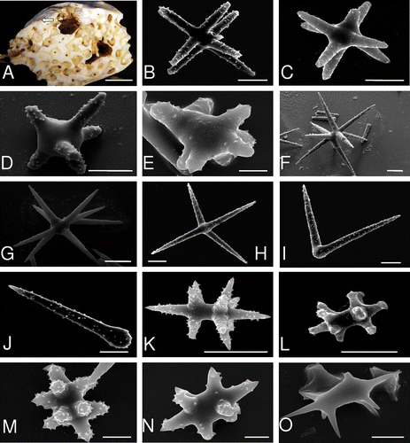 Figure 1 A, fragment of a branch of Corallium sp. excavated by Thoosa midwayi n. sp. (holotype). The arrow indicates a papilla. B, large amphiaster of the holotype with 3‐4 conical rays. C, large amphiaster (other specimen). D, modified amphiaster of the holotype. E, modified amphiaster (other specimen). F, amphiaster of the holotype with acuminate tips. G, amphiaster with acuminate tips (other specimen). H–J, intermediate forms of oxyasters of the holotype, deriving from the straight amphiasters. K, small spiny amphiaster of the holotype. L, rare, very small amphiaster of the holotype. M,N, stout amphiasters ending with terminal groups of spines (other specimen). O, young form of amphiaster (other specimen). Scale bars: A, 7 mm. B, E, F, L–O, 10 µm. C, D, G, H, I, J, K, 20 µm.