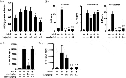 Figure 7. Neutralization activity of C14mab. (a) C14mab inhibits HyIL-6 induced VEGF expression in C33A. VEGF protein expression was evaluated by ELISA in the culture supernatant of C33A cells after incubation under treatment with HyIL-6 (50 ng/ml) in the presence or absence of the indicated concentrations of C14mab. The culture media were collected for the determination of VEGF levels. Data expressed as mean ± SD, n = 4. * Statistically significant difference from the positive control; P < .05. ** Statistically significant difference from the positive control; P < .01 (b) Wildtype naïve CD4+ T cells were stimulated with anti-CD3 and anti-CD28 for four days in the presence of TGF-β1 (2 ng/ml) and anti-IL-2 (10 ug/ml). HyIL-6 (50 ng/ml) mediated signaling was blocked in cultures using indicated concentrations of C14mab, tocilizumab, and olokizumab. IL-17A levels in culture supernatants were determined by ELISA (R&D Systems). Values represent the mean ± SD: n = 3. ** Statistically significant differences from the positive control; P < .01. (c) BALB/c mice were injected with either C14mab (0.1 mg/ml), DPBS, or isotype control antibody (0.1 mg/kg). After 1 hr, mice were challenged with recombinant human HyIL-6 (1 ug). After an additional 6 hrs, whole blood was collected. SAA levels were determined from serum by using the mouse SAA ELISA. (d) C14mab dose-dependently decreases HyIL-6 induced SAA levels in mice. BALB/c mice were injected with the indicated dose of C14mab. After 1 hr, mice were challenged with recombinant human HyIL-6 (1 ug). After an additional 6 hrs, whole blood was collected. SAA levels were determined from serum by using the mouse SAA ELISA. Data expressed as mean ± SD, n = 5. ** Statistically significant differences from the positive control; P < .01. Fig (a) Histogram of HyIL-6 induced VEGF expression with various indicated concentration of C14mab. Highest VEGF expression noted with 10(−3) concentration of C14mab. Fig (b) Three histograms of IL-17A levels with HyIL-6 mediated signaling blockage in indicated concentrations of C14mab, Tocilizumab, and Olokizumab. Fig. (c) Histogram of IL-6 induced SAA levels in mice with indicated injected concentrations of C14mab and isotype control antibody. Fig (d) Histogram of IL-6 induced SAA levels in mice with indicated injected concentration of C14mab.