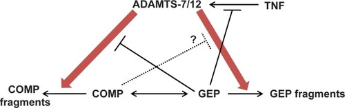 Figure 2 An interaction network among ADAMTS-7/-12, COMP, and GEP. Arrows indicate a stimulatory effect. Crossed lines indicate an inhibitory effect. A dotted line indicates that the relationship is based on unpublished data.