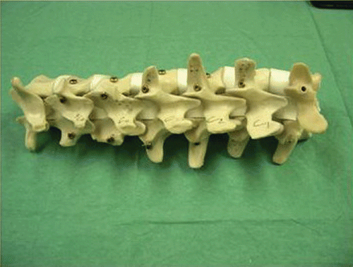 Figure 3. Spine specimen with implanted titanium fiducials.