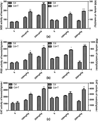 Figure 4. The antioxidant enzyme activities in leaves and roots of maize seedlings inoculated with 5 mL of resuspension of T. asperellum with treatment of different concentration of Cd (0 mg/kg, 100 mg/kg and 200 mg/kg). Cd and Cd + T represent respectively treatment with Cd solution lonely and treatment with Cd solution after inoculation with T. asperellum. Plant treated with 0 mg/mL Cd solution was used as the control.