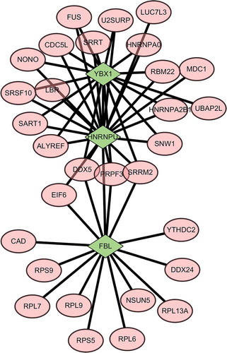 Figure 4. Protein–protein interaction networks of YBX1, FBL, and HNRNPU. The YBX1 and HNRNPU proteins were linked to several proteins including SRSF10. Based on the network analysis, we found that there was an internal link between YBX1, HNRNPU, and FBL in the PPI network. Green represents YBX1, FBL, and HNRNPU proteins; pink represents proteins that can interact with differential proteins YBX1, FBL, and HNRNPU