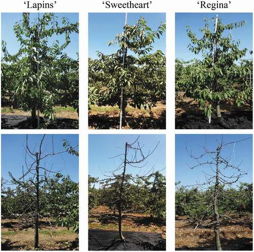 Figure 1. Sweet cherry tree ‘Lapins’, ‘Sweetheart’ and ‘Regina’ formed in CL (above) before manual defoliation and (below) after manual defoliation. Curicó, Chile