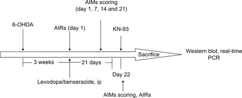 Figure 1 The experiment protocol.