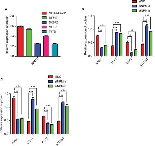 Figure S1 Gray value measurement and statistical analysis of Western blot in Figures 2A and 4B and C.Notes: Data are presented as the mean ± SEM of three experiments. **P<0.01, and ***P<0.001 as compared with control cells.