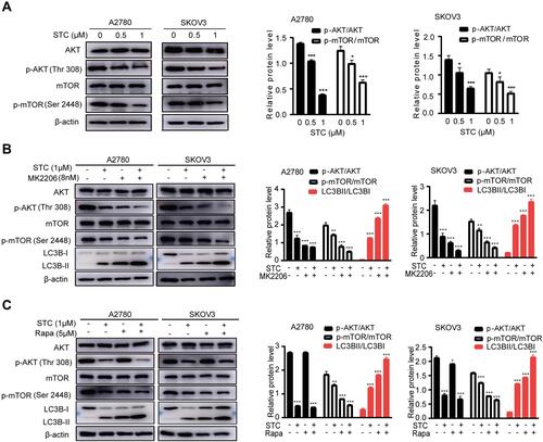 Figure 6 STC induced autophagy by inhibiting the AKT/mTOR signaling pathway. (A) The expression of AKT, p-AKT (Thr 308), mTOR and p-mTOR (Ser 2448) were analyzed by Western blotting in A2780 and SKOV3 cells after exposed to various concentrations of STC (0, 0.5, and 1 μM) for 48 hours. (B) A2780 and SKOV3 cells were treated with or without STC (1 μM) in combination with MK2206 (8 nM) for 48 hours. AKT, p-AKT (Thr 308), mTOR, p-mTOR (Ser 2448) and LC3B-II/I were detected by Western blotting. (C) A2780 and SKOV3 cells were treated with or without STC (1 μM) in combination with Rapa (5 μM) for 48 hours. AKT, p-AKT (Thr 308), mTOR, p-mTOR (Ser 2448) and LC3B-II/I were detected by Western blotting. Data are presented as the mean ± SEM of three independent experiments, *P <0.05, **P <0 0.01, ***P <0 0.001, n=3.