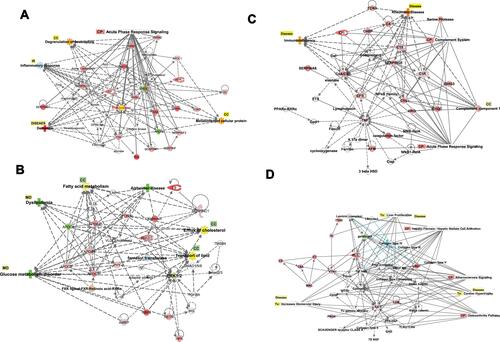 Figure 9 (A–D) Biological networks. The top four networks are showing interactions between dysregulated genes, functions, diseases, and upstream regulators in T2DM. Details are displayed in each figure. (A) NW1: The network displays cellular components, inflammatory responses, and neurological diseases. The network displays the canonical pathway and cellular components regulated by the DRGs. The upregulated (red) and downregulated (green) associated with dementia as a neurological complication of T2DM. (B) NW2: The network displays lipid metabolism, molecular transport, and small molecular biochemistry. The network displays the cellular functions and process (fatty acid metabolism, efflux of cholesterol) and inflammatory responses (IR) regulated by the DRGs. The upregulated (red) and downregulated (green) associated with dyslipidemia and glucose metabolic disorders and Alzheimer’s as neurological complications of T2DM. (C) NW3: The network displays developmental disorders, humoral immune response, and inflammatory responses. The network displays the canonical pathway and cellular process regulated by the DRGs. The upregulated (red) and downregulated (green) associated with immunodeficiency and rheumatoid arthritis as connective tissue disorders as a complication of T2DM. (D) NW4: The network displays cell to cell signaling and interaction cellular movements and inflammatory responses. The network displays the canonical pathway and cellular process regulated by the DRGs. The upregulated (red) and downregulated (green) associated with severe renal, hepatic, and cardiac injuries as complication of T2DM.