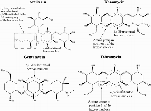 Figure 1. Chemical structural features that distinguish amikacin from other aminoglycosides.