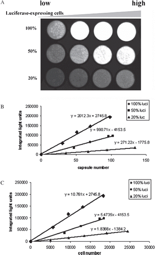 Figure 2. BLI images of microcapsules containing different percentages of luciferase-expressing MDCK cells. Luciferase-expressing and non-luciferase-expressing MDCK cells were mixed at the ratio of 1:0, 1:1, and 1:4 at a final concentration of 2×106 cells/ml alginate to make three groups capsules with 100%, 50%, and 20% luciferase-expressing cells. From left to right, 20µl, 40µl, 60µl, and 80µl of capsules were loaded into a 96-well plate in each group. Then 100µl luciferin substrate mixture was added into each well, incubated for 5 minutes at room temperature, and imaged with an exposure time of 30 seconds (A). BLI images were captured and converted into quantitative analysis. Corresponding amounts of capsules were used to do the AlamarBlue assay to obtain the total cell number in each well and then the same capsules were stained with trypan blue and counted to determine the capsule number (B) and cell number (C), respectively.
