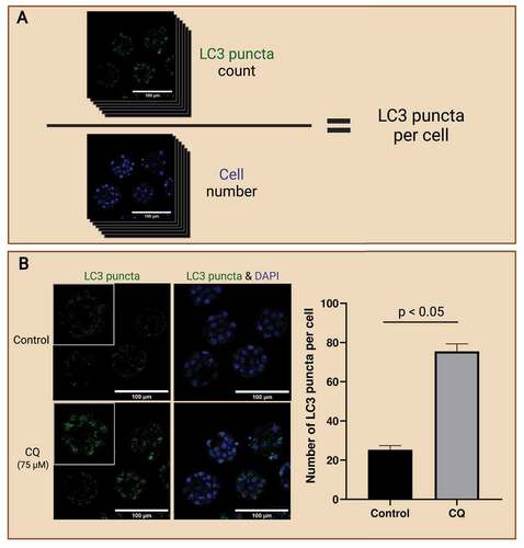 Figure 4. LC3 puncta count to access autophagy in preimplantation embryos. Workflow of analyzing LC3 puncta abundance to reflect autophagy levels in preimplantation embryos (A). Preimplantation mouse embryos were immunofluorescence-stained for LC3 puncta and counterstained with DAPI for cell nuclei. The whole embryo was captured on a confocal microscope; then LC3 puncta (top) was counted, and cell number (bottom) was identified. LC3 puncta count can be normalized to the cell number to present accumulation in a per-cell basis. Autophagic flux assay enables the evaluation of autophagic changes in preimplantation embryos with the use of an autophagy inhibitor (B). One example of an autophagy inhibitor is chloroquine (CQ), which inhibits autophagosome degradation by neutralizing hydrolytic enzymes in the lysosomes. Mouse preimplantation embryos were cultured for 40 hours, then treated with 75 µM of CQ for 30 mins prior to fixation. Note that treatment with CQ resulted in the accumulation of LC3 puncta (green), which reveals the buildup of autophagosomes in the preimplantation embryos after halting autophagosome degradation. An example bar graph shows the expected results of LC3 puncta accumulation per cell in inhibitor-treated vs. non-inhibited control embryos (p<0.05). No CQ treatment was included in the control condition. The difference in LC3 puncta count per cell between these groups reveals the changes in the rate of autophagosome formation and degradation. Scale bars = 100 µm. Created with BioRender.com. (Image courtesy of Zuleika C. L. Leung)