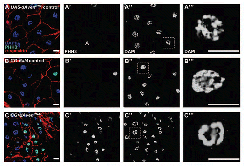 Figure 4 dAven knockdown by RNAi in Drosophila fat cells leads to smaller cells with PHH3-positive, highly condensed DNA. (A–C) UAS-AvenRNAi control (A), CG-Gal4 control (B), and CG>UAS-AvenRNAi (C) fat cells were labeled with DAPI (blue), PHH3 (green), and α-spectrin (red). PHH3 and DAPI are shown in (A′–C′) and (A″–C″), respectively. Magnified DAPI-stained fat cell nuclei from (A″–C″, dashed box) shown in (A‴–C‴). Scale bars, 10 µm.